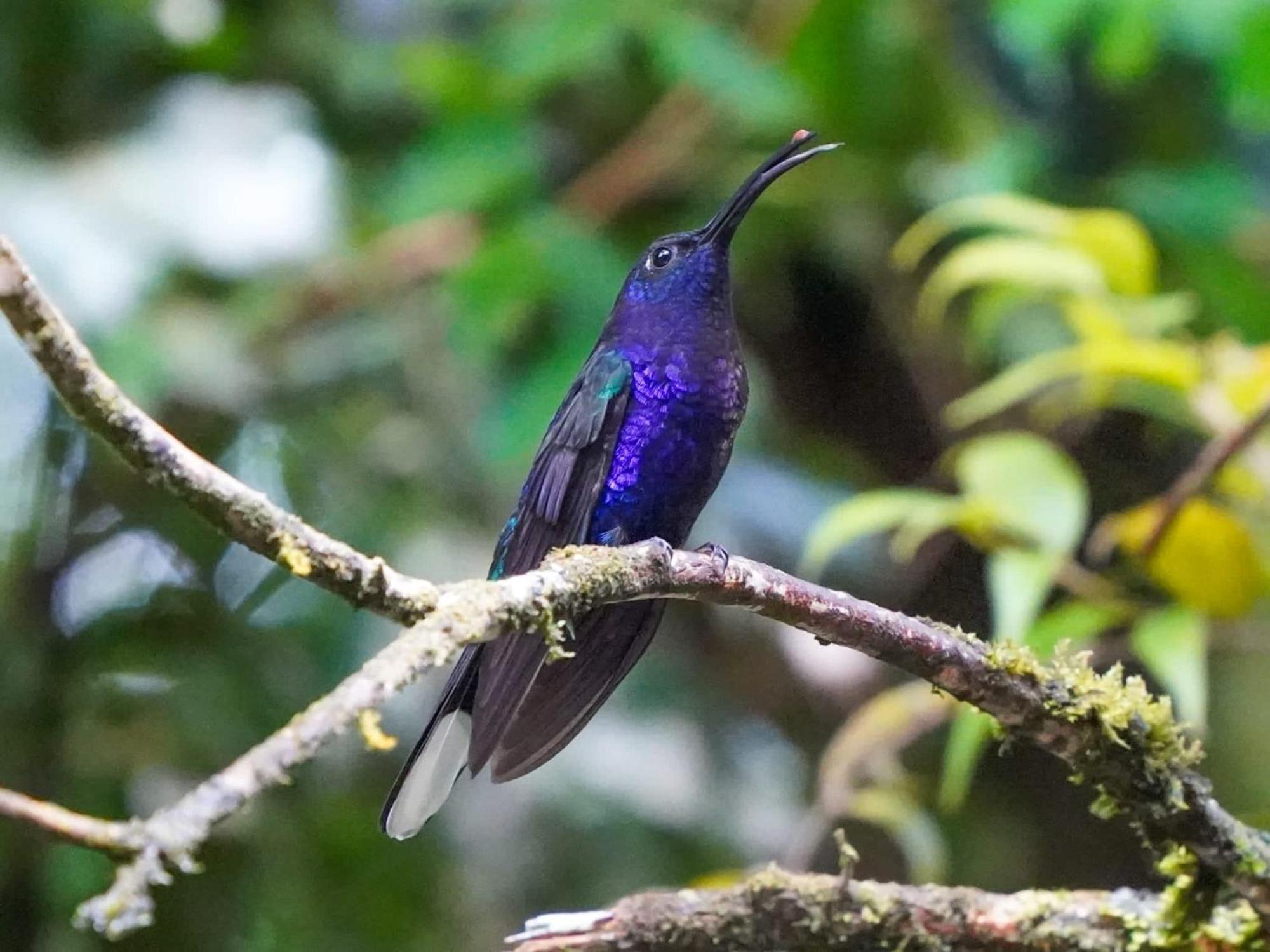 Campo Azul #2 - Monteverde 外观 照片